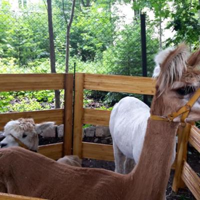 Sommerfest Im G26 1 20160916 1534889021