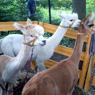 Sommerfest Im G26 2 20160916 1899995421